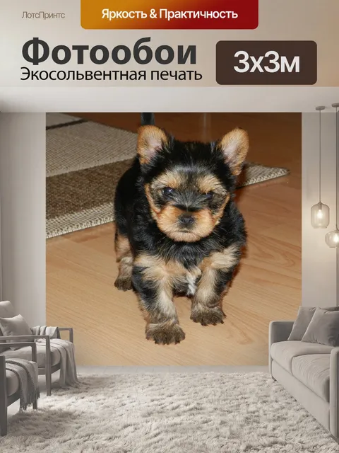 Фотообои Собака