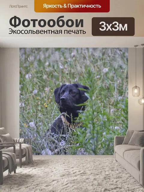 Фотообои Собака, лабрадор ретривер