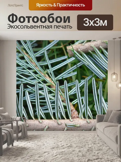 Фотообои Еловая ветка