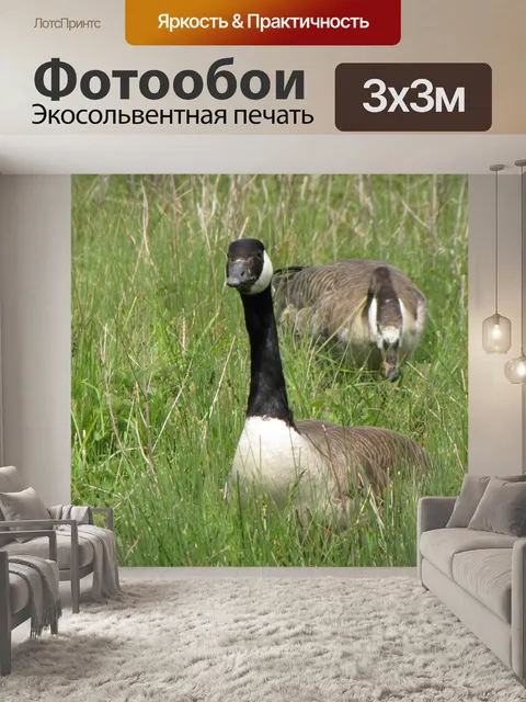 Фотообои Дикий гусь