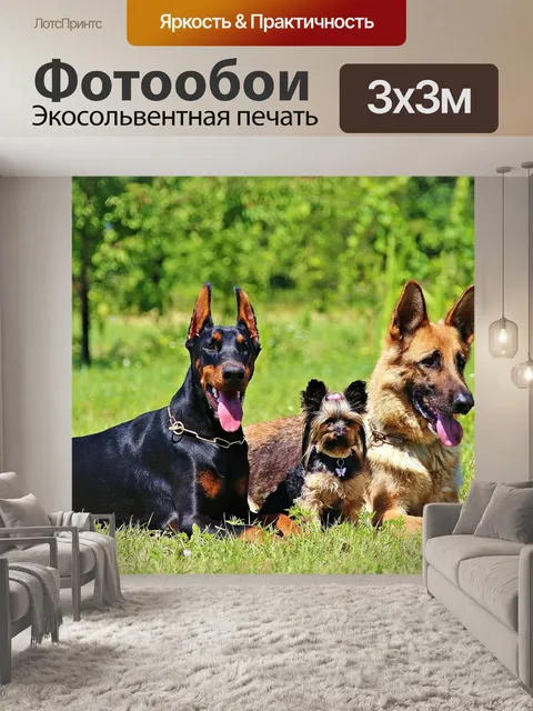 Фотообои Немецкая овчарка