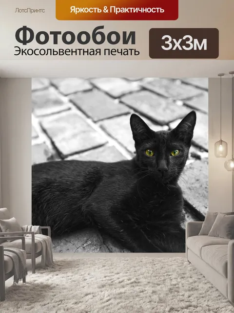 Фотообои Черный кот