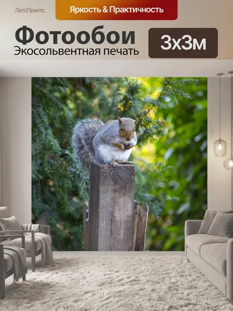 Фотообои Серый белок