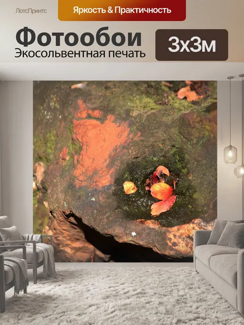 Фотообои листья лежат во влаге дупла