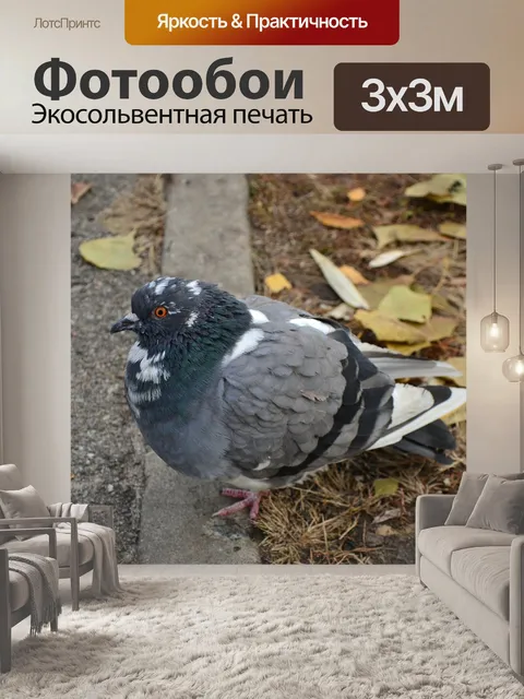 Фотообои Голубь