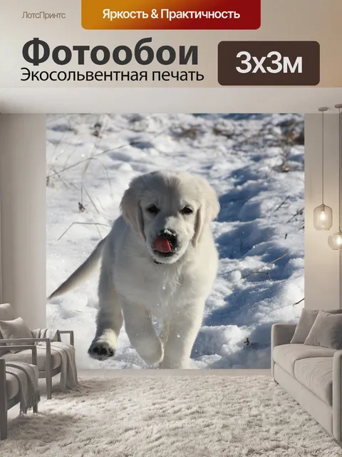 Фотообои Золотистый ретривер
