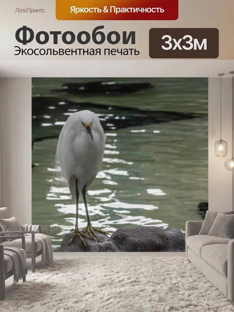 Фотообои Снежная цапля, стоящая на скале