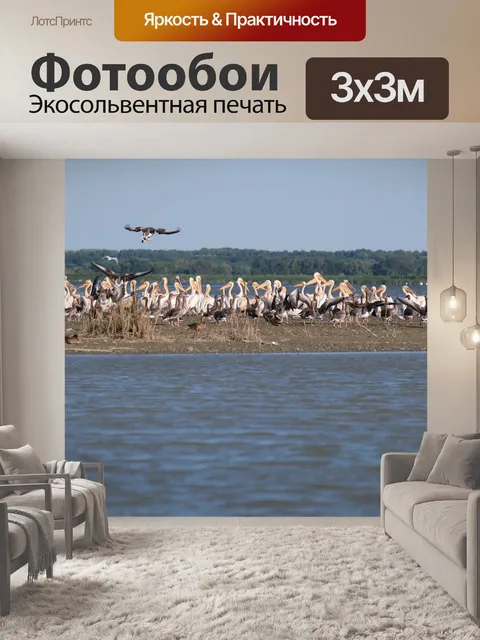 Фотообои Большие белые пеликаны