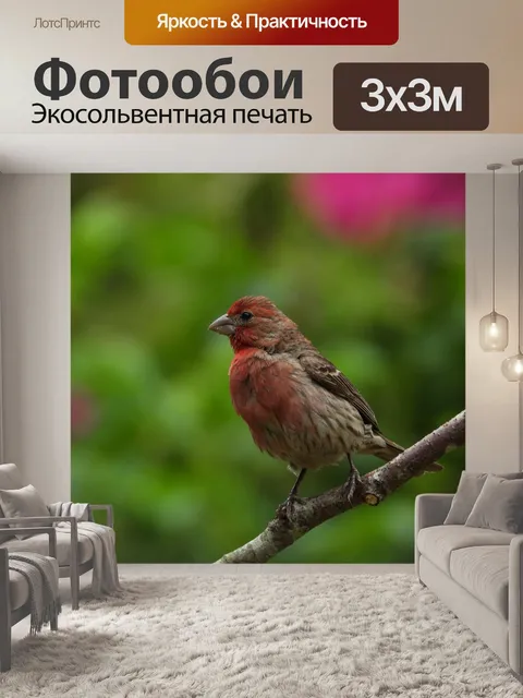 Фотообои Дом финч