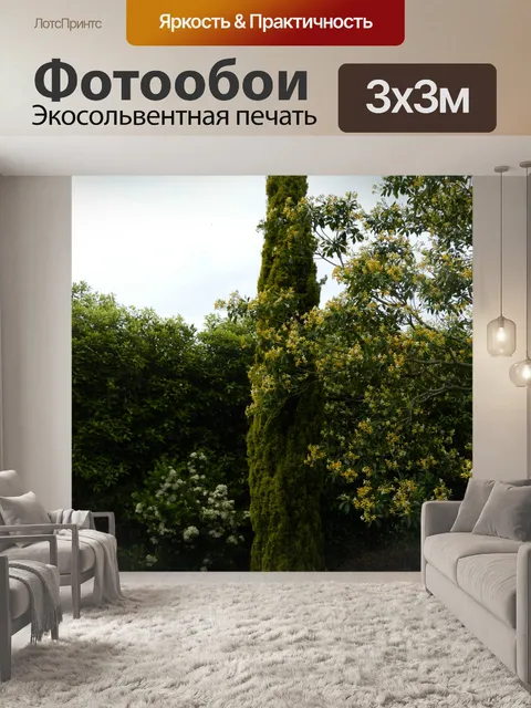 Фотообои Высокий рост хвойных