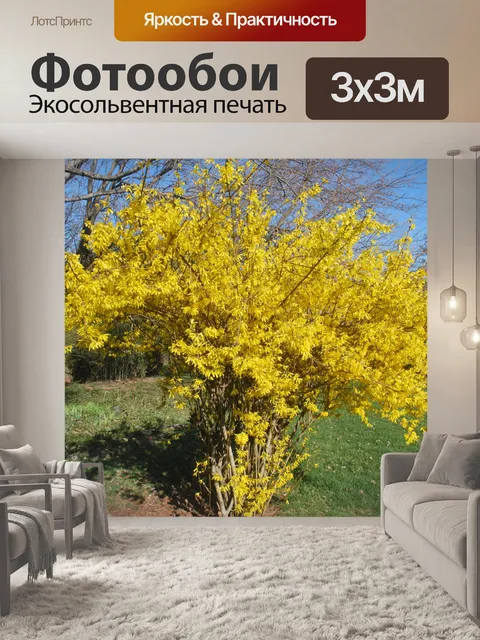 Фотообои Форсития In Bloom