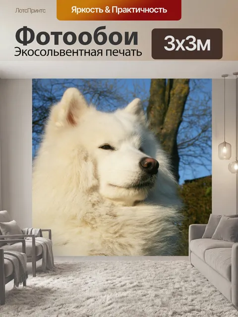 Фотообои Самодийская собака