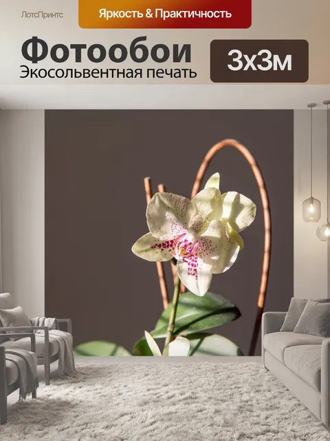 Фотообои Орхидея