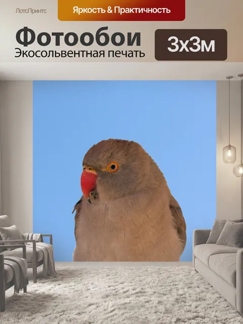 Фотообои Птица