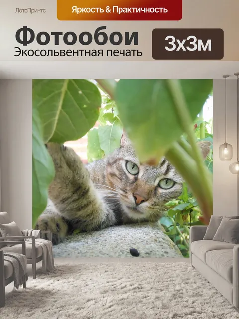 Фотообои Кошка