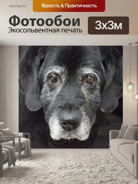 Фотообои Собака