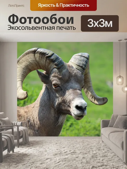 Фотообои Снежный баран