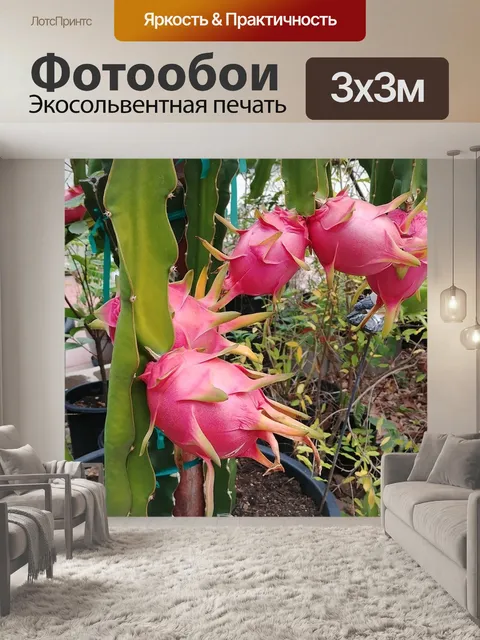Фотообои Драконий фрукт