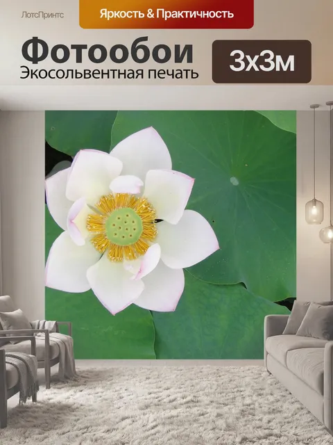 Фотообои Белый лотос