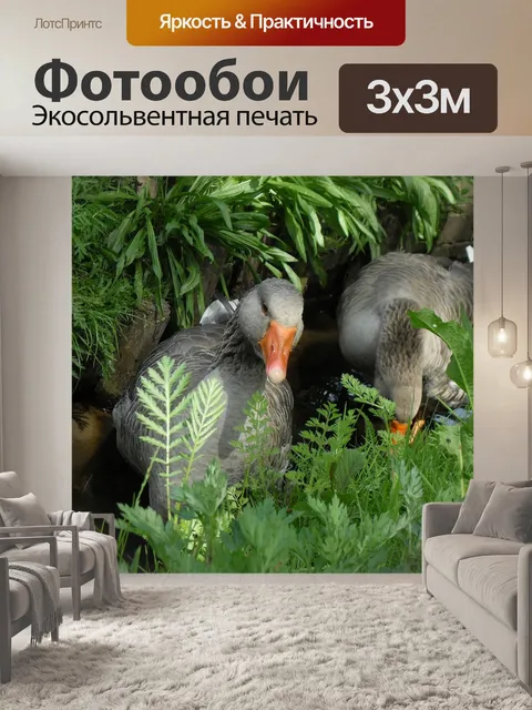 Фотообои Гусь