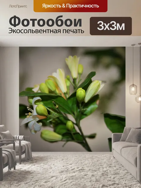 Фотообои оранжевые бутоны жасмина