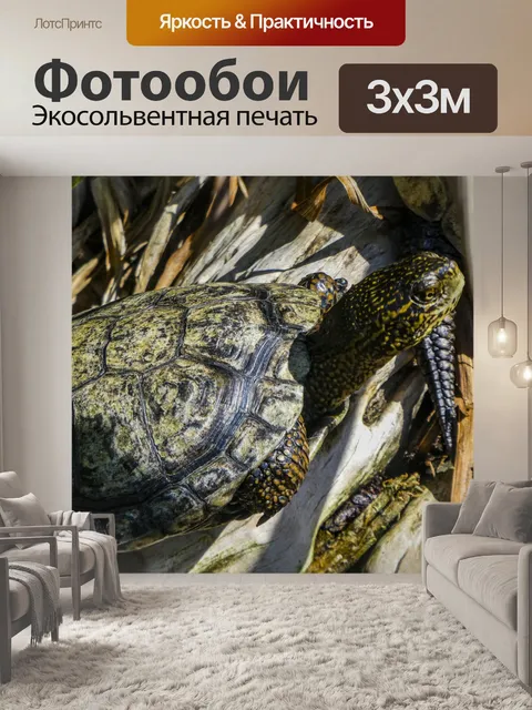 Фотообои черепаха