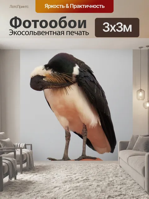 Фотообои Соломы шеей ибис