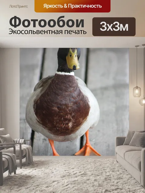 Фотообои Утка