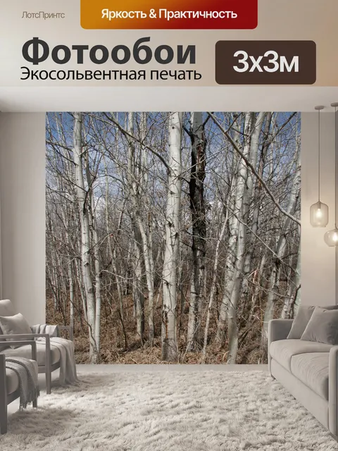 Фотообои Березы лес