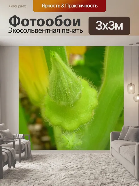 Фотообои Кнопка Сквош