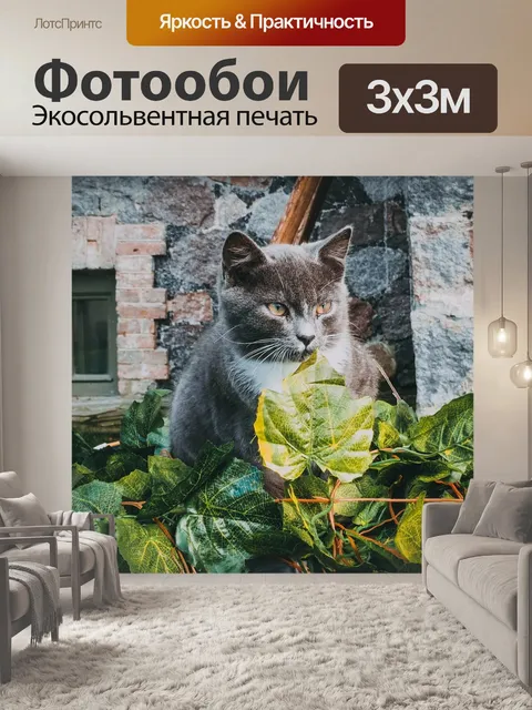 Фотообои Кот