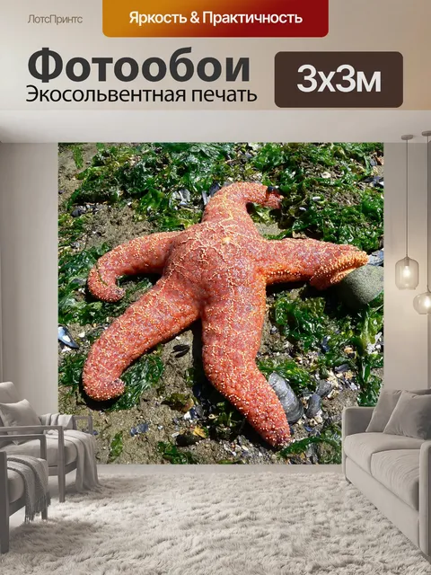 Фотообои Морская звезда