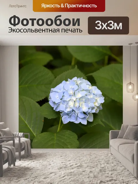 Фотообои Гортензия цветок