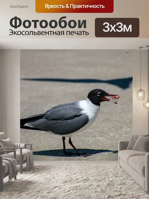Фотообои Чайка