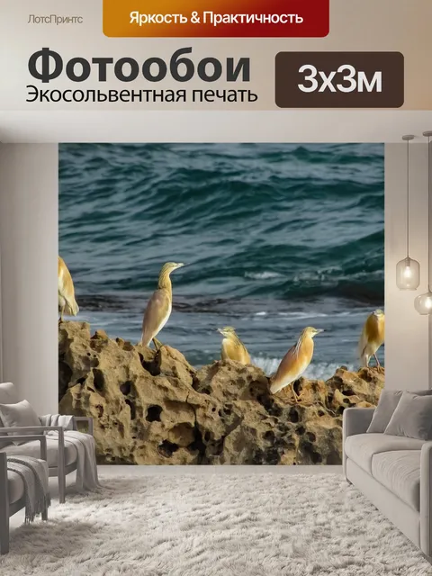 Фотообои Морские птицы