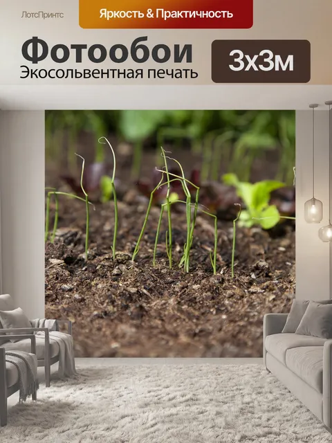 Фотообои Зеленый лук