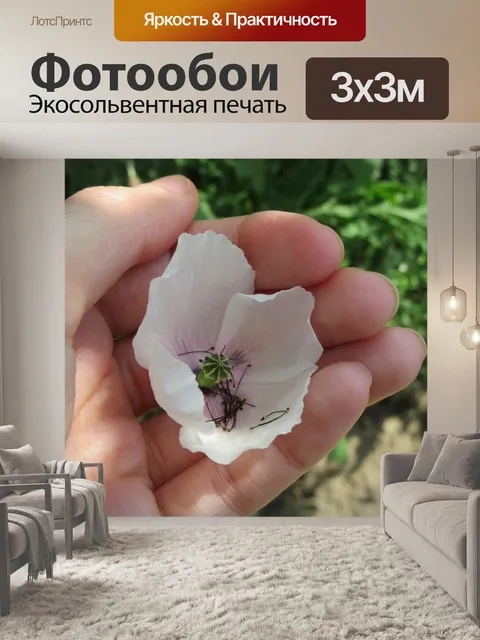 Фотообои Белый мак