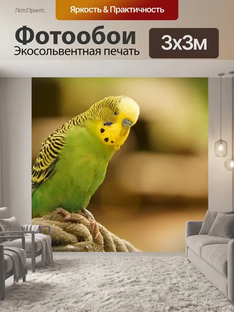 Фотообои Волнистый попугайчик