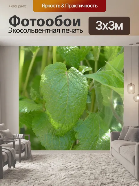 Фотообои Лимонный бальзам