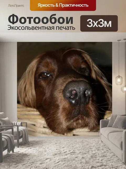 Фотообои Собака