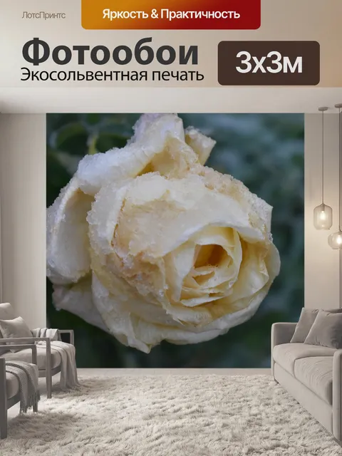 Фотообои Роза