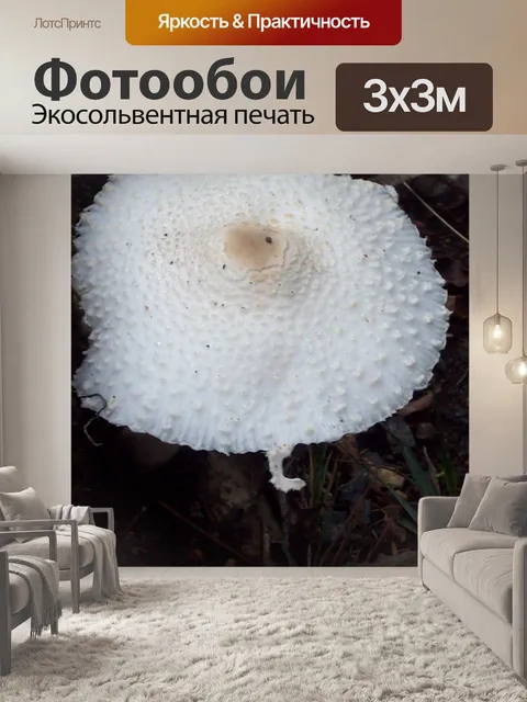 Фотообои Белый гриб