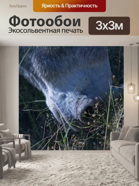 Фотообои свет на морде осла и ноздрю