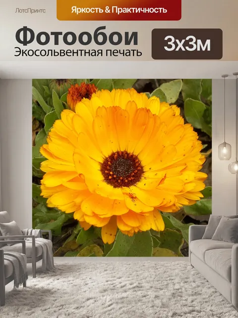 Фотообои Цветок