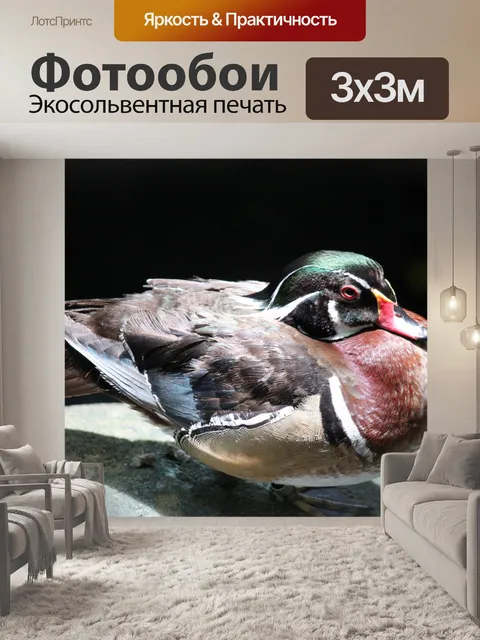 Фотообои Китай мандаринка отдыхает