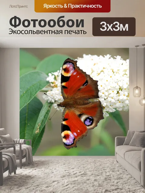 Фотообои Бабочка павлиний