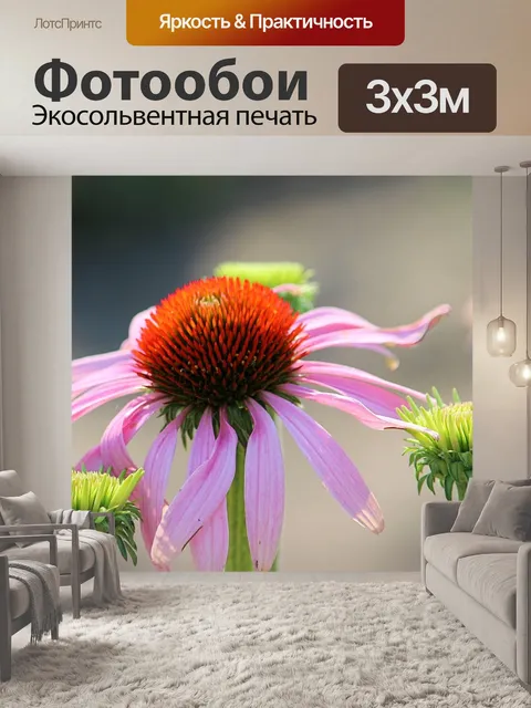 Фотообои Эхинацеи
