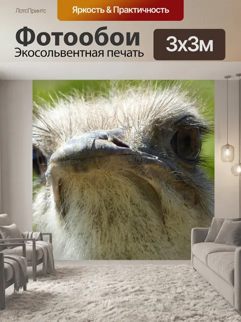 Фотообои Страус