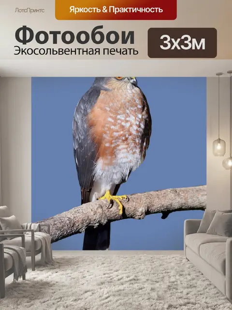 Фотообои Ястреб хищных птиц