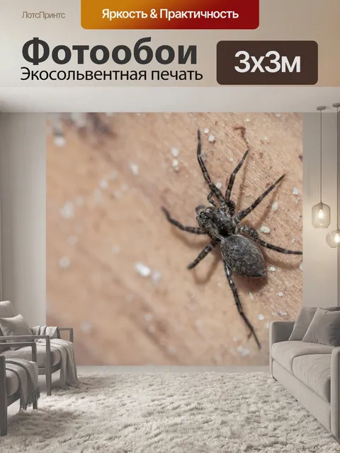 Фотообои Черный паук